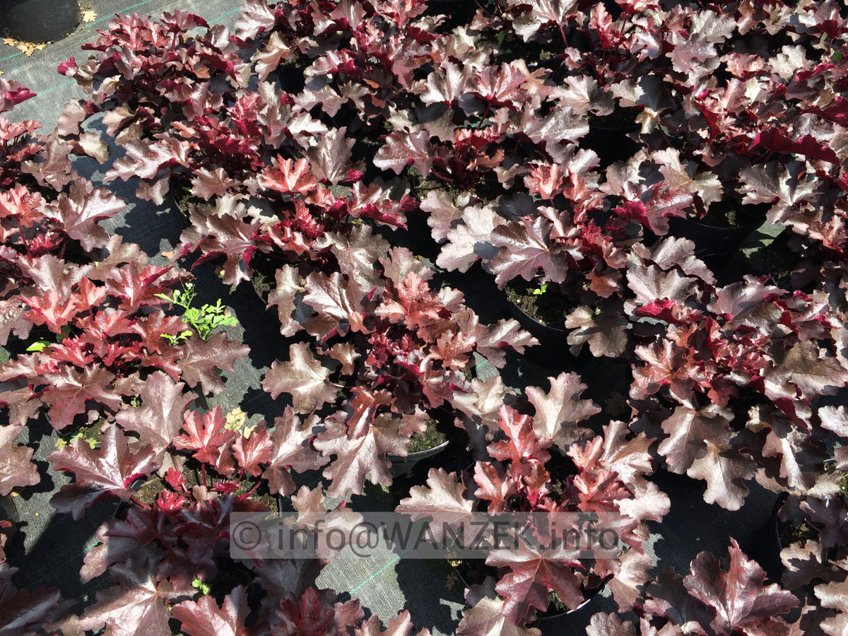 Heuchera Hybride Black Beauty 02.JPG